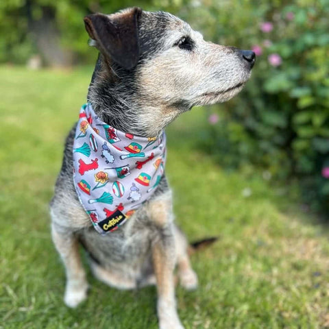 Bandana Ci Patrwm Cymreig - Maint Bach