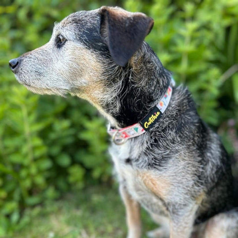 Colar Ci Patrwm Cymreig - Maint Bach